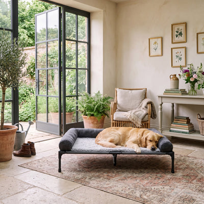 Airlie Elevated Dog Bed with Cooling Mesh Deck, 7" Off the Floor, to 88 lb