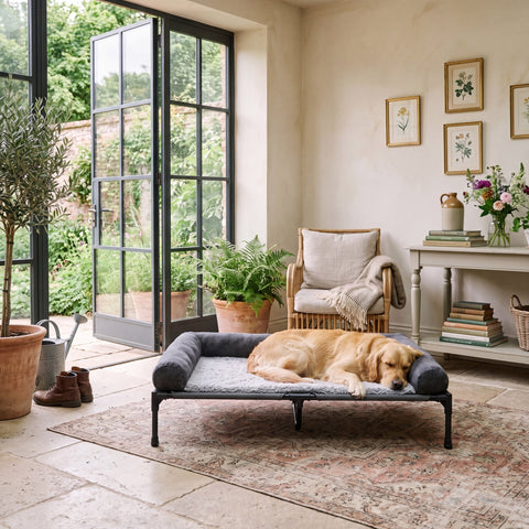Airlie Elevated Dog Bed with Cooling Mesh Deck, 7" Off the Floor, to 88 lb